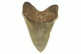 Massive, Fossil Megalodon Tooth - Sharp Serrations #261028-2